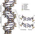 DNA Structure+Key+Labelled.pn NoBB.png