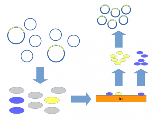 Transform-ecori-dna-and-plasmid.png
