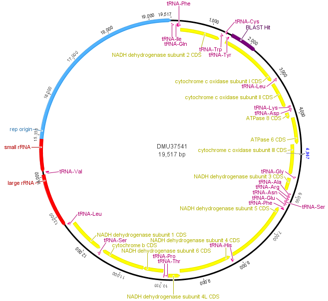 Dmel-mtDNA-genome