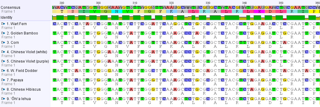8plant-rbcLalignment-conserved-aa-codon-vary