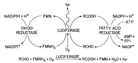 larger-luciferase-reaction