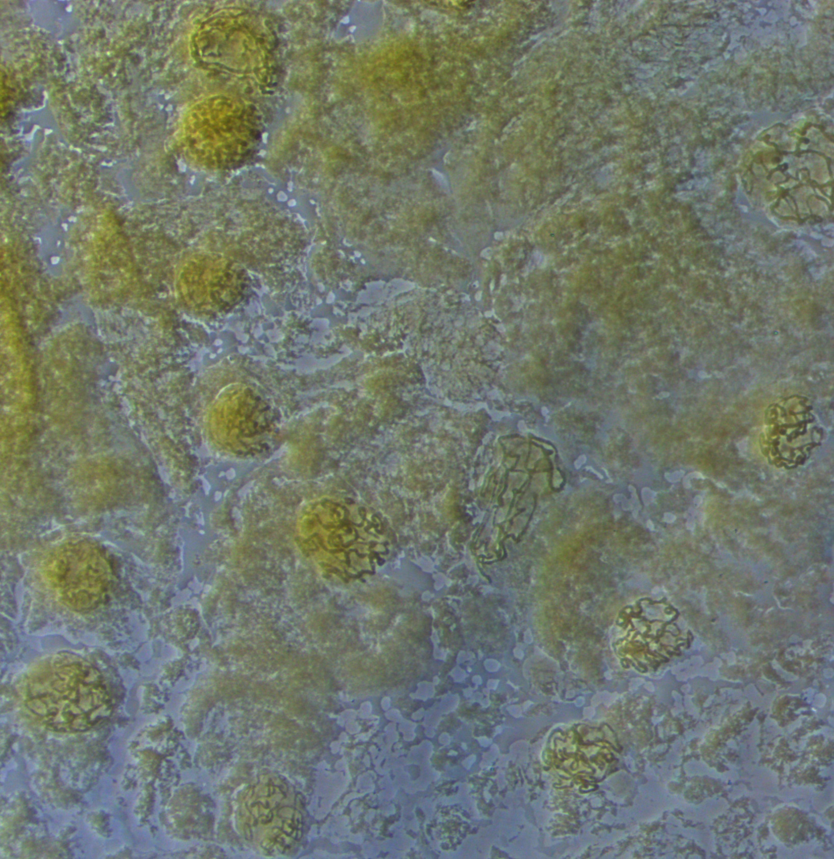 dmel-polytene-2014-07-28-12-06-44-nuclei