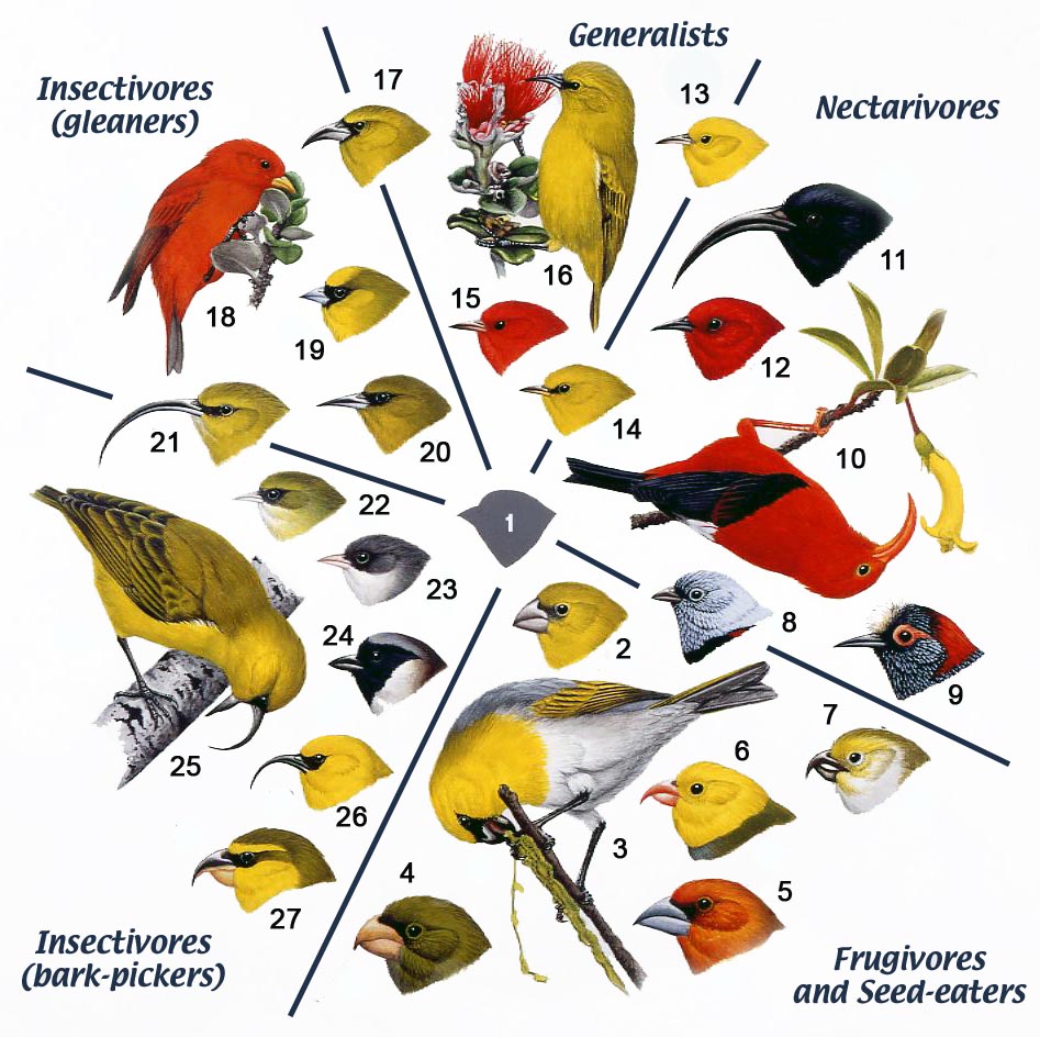 High-res image. Image: Douglas Pratt, in Conservation Biology of Hawaiian Forest Birds, Yale University Press" Donna.Anstey@Yale.edu (Tiff version available, doug.pratt@ncdenr.gov)