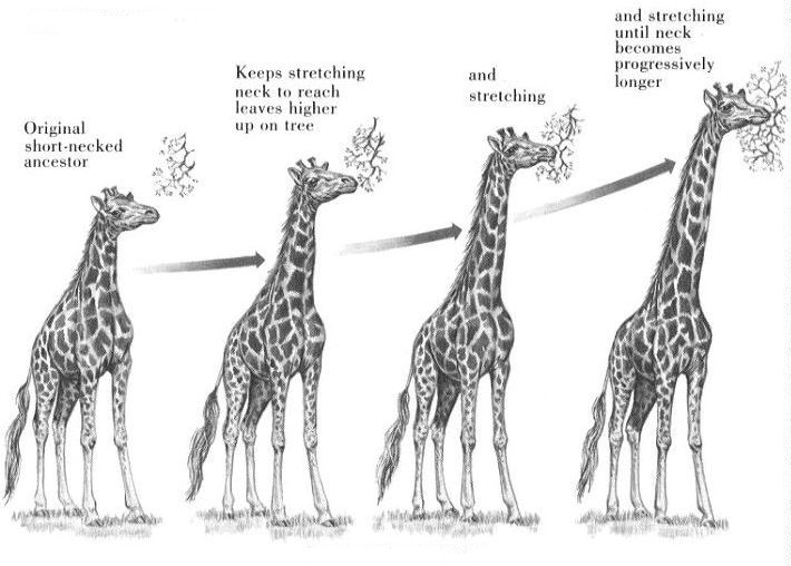 Lamarck and Giraffes!: Closing the Circle | University of Hawaiʻi Reed Lab